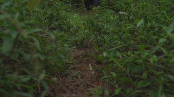 Mladý Asiat Kráčí Sám Uprostřed Lesa Kolem Bujných Stromů Zelené — Stock video