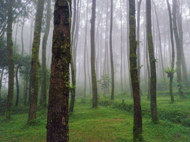 İnsanlardan yoksun bir çam ormanının fotoğrafları ve gizemli bir beyaz sisle örtülmeye başlandı. Bir zamanlar yeşil çimlerle çevrili olan çam ormanı şimdi kalın bir sis tabakasıyla örtülüdür..