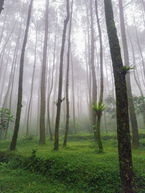 İnsanlardan yoksun bir çam ormanının fotoğrafları ve gizemli bir beyaz sisle örtülmeye başlandı. Bir zamanlar yeşil çimlerle çevrili olan çam ormanı şimdi kalın bir sis tabakasıyla örtülüdür..