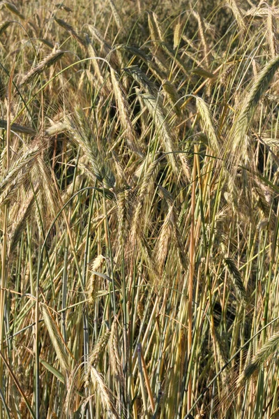田野上的小穗黑麦 谷物和农业 — 图库照片