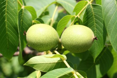 Cevizli Şubesi. Meyve ağacı üzerinde.
