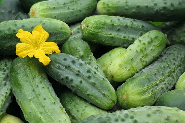 自家製きゅうりの緑 有機食品 — ストック写真