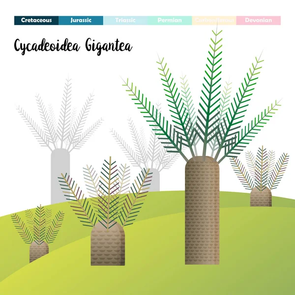 Cycadeoidea Gigantea Cycads Plantes Âge Préhistorique — Image vectorielle