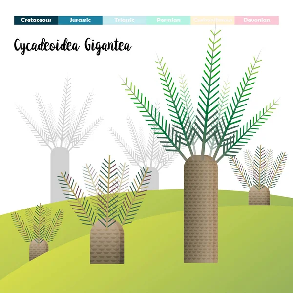 Cycadeoidea Gigantea Cycads Plantas Idade Pré Histórico Gráficos Vetores