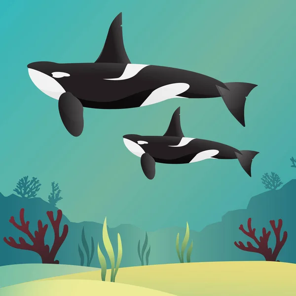 ปลาวาฬฆาตกร Orca ในสไตล เวกเตอร มหาสม — ภาพเวกเตอร์สต็อก