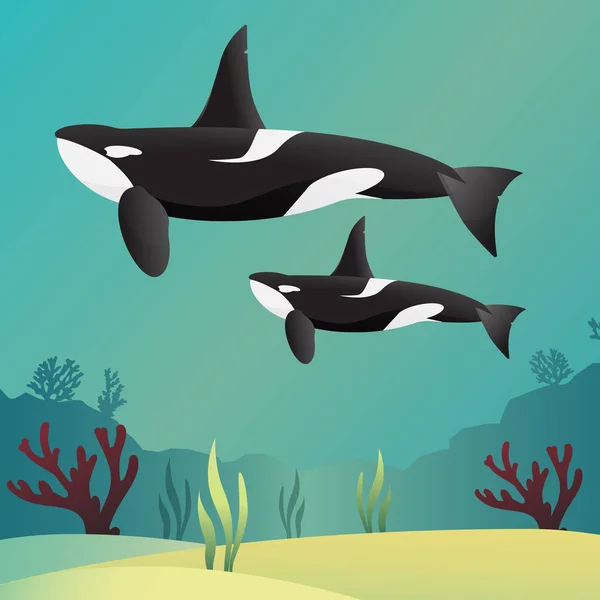 ปลาวาฬฆาตกร Orca ในสไตล เวกเตอร มหาสม กราฟิกภาพเวกเตอร์