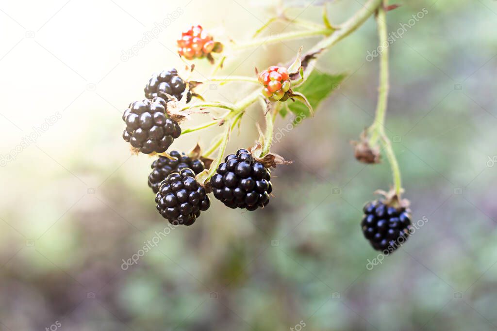 ripe blackberries on a bush, harvesting