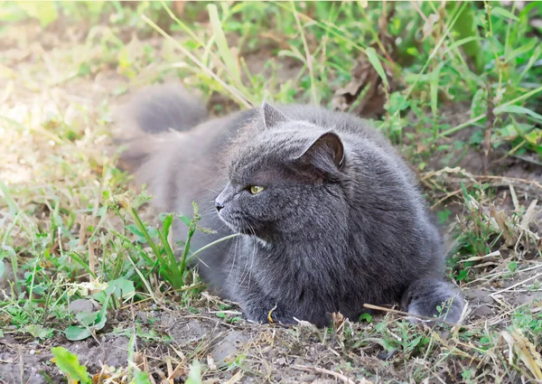 Gato Gris Hierba Primer Plano Mascota — Foto de Stock