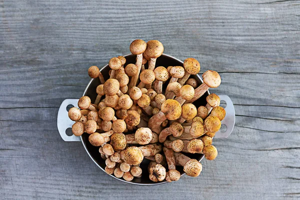 Honey mushrooms in a metal plate on a wooden table, homemade pickles — Stock Image Honey Mushrooms Metal Plate Wooden Table Homemade Pickles Stock Image