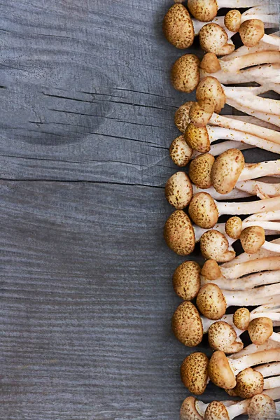 Honey mushrooms on a wooden surface, autumn harvest — Stock Image Honey Mushrooms Wooden Surface Autumn Harvest Stock Image