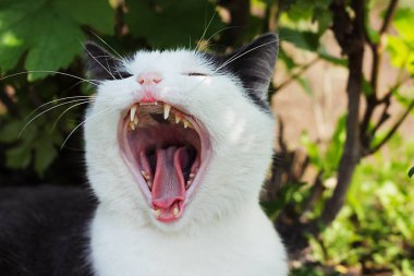 Beyaz-gri kedi çimenlerde, yakın plan, evcil hayvan