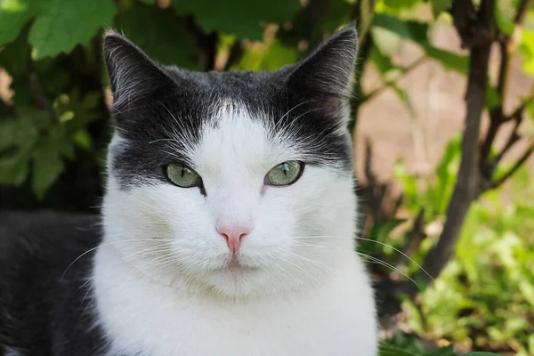 Beyaz-gri kedi çimenlerde, yakın plan, evcil hayvan
