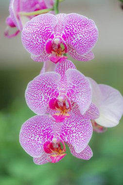 Güzel orkide yumuşak odak ve bulanıklık arka plan ile çiçeklenme