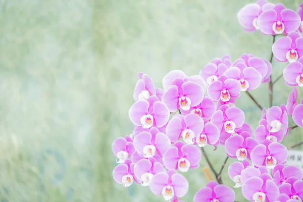 Güzel Orkide Yumuşak Odak Bulanıklık Arka Plan Ile Çiçeklenme — Stok fotoğraf