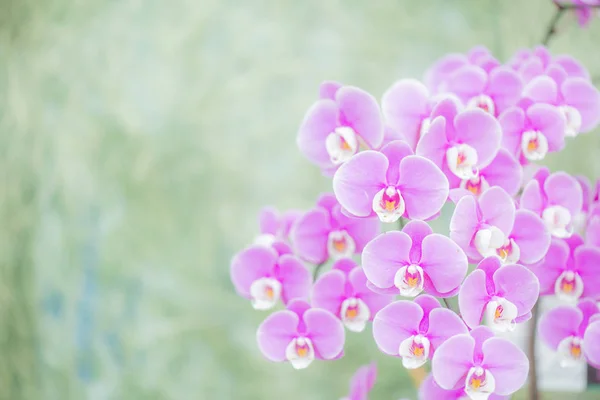 Floração Bonita Orchid Com Foco Macio Fundo Borrão — Fotografia de Stock