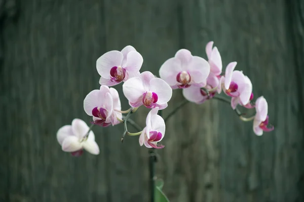 Güzel Orkide Yumuşak Odak Bulanıklık Arka Plan Ile Çiçeklenme — Stok fotoğraf