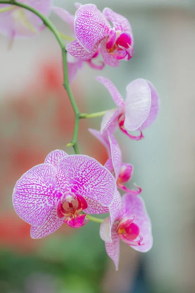 Floração Bonita Orchid Com Foco Macio Fundo Borrão — Fotografia de Stock