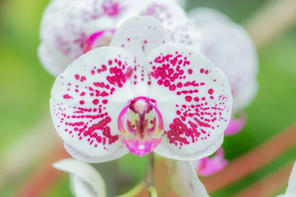 Красива Орхідея Яким Фокусом Розмитим Тлом — стокове фото