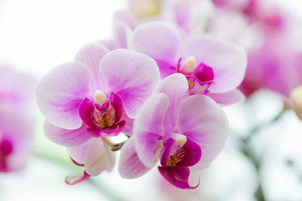 Floração Bonita Orchid Com Foco Macio Fundo Borrão — Fotografia de Stock