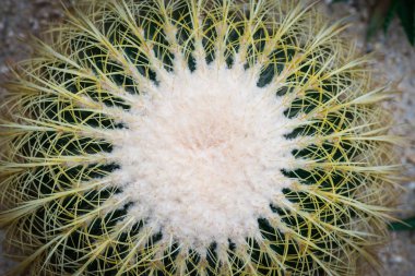 Seçici odak yakın çekim kaktüs doku arka plan