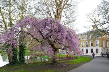 Londra, İngiltere - Nisan 2018: Çiçek açan kiraz ağaçları ağaçlar Kew Gardens, güneybatı Londra, İngiltere, evlerde dünyanın en büyük ve en farklı Botanik ve mikolojik koleksiyonlarında bir Botanik Bahçesi