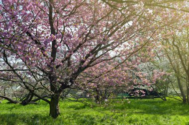 Blooming cherry blossom trees in the garden clipart