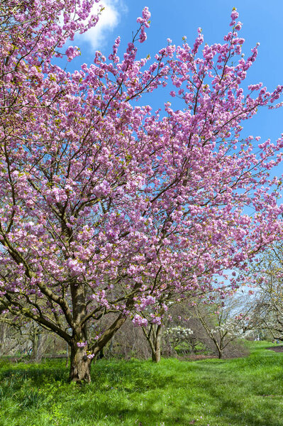 Blooming cherry blossom trees in the garden