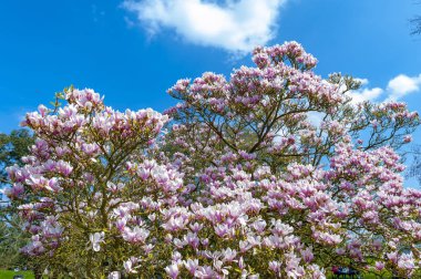 Çiçekli dallar uçan daire Manolya (Magnolia x soulangeana), bir melez bitki cins manolya ve aile Manolyagiller beyaz, pembe ve mor çeşitli tonlarında büyük, erken çiçek açan çiçekler ile
