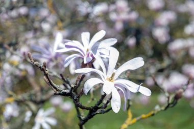 Çiçekli dallar uçan daire Manolya (Magnolia x soulangeana), bir melez bitki cins manolya ve aile Manolyagiller beyaz, pembe ve mor çeşitli tonlarında büyük, erken çiçek açan çiçekler ile