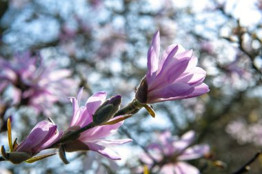 Çiçekli dallar uçan daire Manolya (Magnolia x soulangeana), bir melez bitki cins manolya ve aile Manolyagiller beyaz, pembe ve mor çeşitli tonlarında büyük, erken çiçek açan çiçekler ile