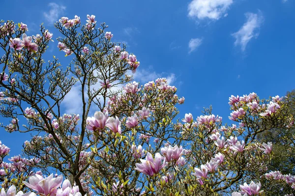 Çiçekli dallar uçan daire Manolya (Magnolia x soulangeana), bir melez bitki cins manolya ve aile Manolyagiller beyaz, pembe ve mor çeşitli tonlarında büyük, erken çiçek açan çiçekler ile