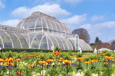 Londra, İngiltere - Nisan 2018: Palm House, Bahçe Kew, İngiltere'de bulunan dünya, tropikal bölgelerinden tropikal bitki yaşam eşsiz koleksiyon sergisi için bir yağmur ormanı iklim yeniden oluşturur bir ikonik Victoria glasshouse