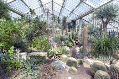 Londra, İngiltere - Nisan 2018: Kaktüsler ve cam evdeki huysuz gibi Princess of Wales Konservatuvarı'nda Kew Gardens, Richmond upon Thames, İngiltere'de sergilenen on farklı iklim bölgeleri bitkilerden