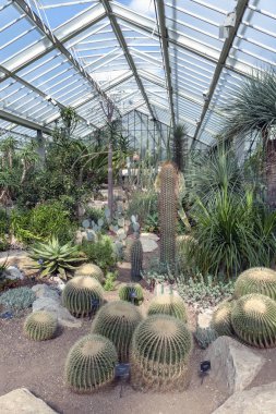 Londra, İngiltere - Nisan 2018: Kaktüsler ve cam evdeki huysuz gibi Princess of Wales Konservatuvarı'nda Kew Gardens, Richmond upon Thames, İngiltere'de sergilenen on farklı iklim bölgeleri bitkilerden