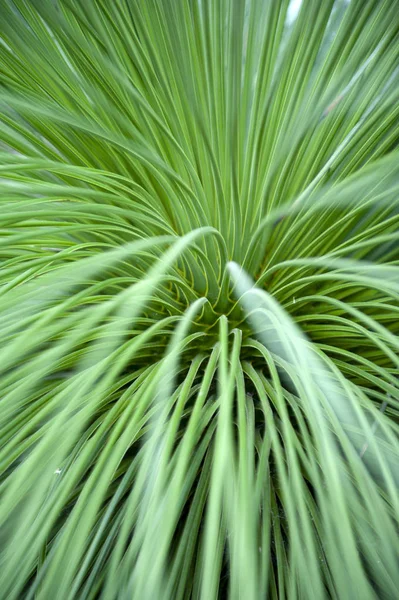 Крупный План Листьях Queretaro Yucca Yucca Queretaroensis Biconvex Denticulate Leaf — стоковое фото