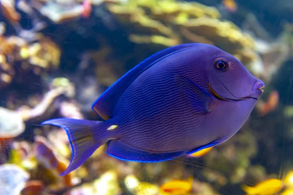 Bir mercan kayalığı balık Blue Tang (Acanthurus coeruleus), surgeonfish Atlantik mavi tang, mavi Kuaför, mavi Doktor, mavi doctorfish, sarı Kuaför ve yaygın Atlas Okyanusu'nda bulunan sarı doctorfish gibi diğer adları olan
