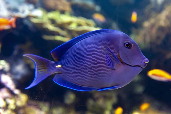 Bir mercan kayalığı balık Blue Tang (Acanthurus coeruleus), surgeonfish Atlantik mavi tang, mavi Kuaför, mavi Doktor, mavi doctorfish, sarı Kuaför ve yaygın Atlas Okyanusu'nda bulunan sarı doctorfish gibi diğer adları olan