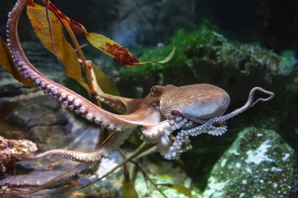 Poulpe Octopus Vulgaris Mollusque Huit Bras Corps Mou Regroupé Dans — Photo
