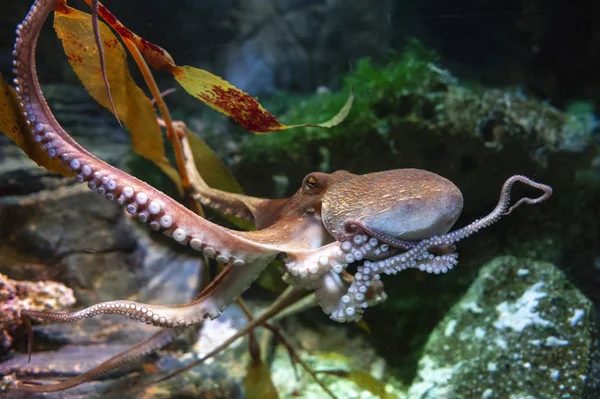 Ahtapot (Octopus vulgaris), içinde mürekkep, mürekkep balığı ve nautiloids, Cephalopoda sınıf içinde gruplandırılmış bir yumuşak gövdeli, sekiz kollu yumuşakca bir akvaryum