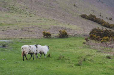 İngiltere Lake District, İngiltere'de bir koyun çiftliğinde doğal kırsal manzara