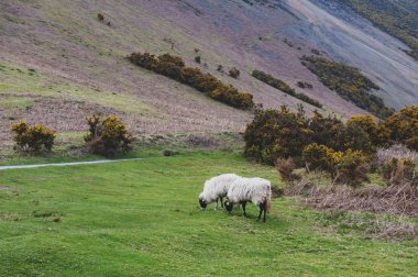 İngiltere Lake District, İngiltere'de bir koyun çiftliğinde doğal kırsal manzara