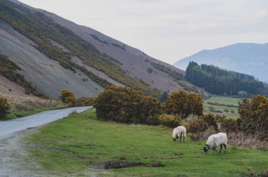 İngiltere Lake District, İngiltere'de bir koyun çiftliğinde doğal kırsal manzara