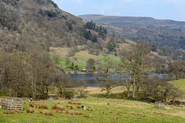 İngiltere Lake District, İngiltere'de bir koyun çiftliğinde doğal kırsal manzara