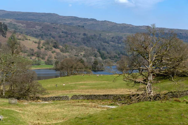 İngiltere Lake District, İngiltere'de bir koyun çiftliğinde doğal kırsal manzara