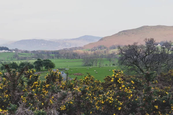 Paisaje Rural Escénico Una Granja Ovejas Lake District England Reino —  Fotos de Stock