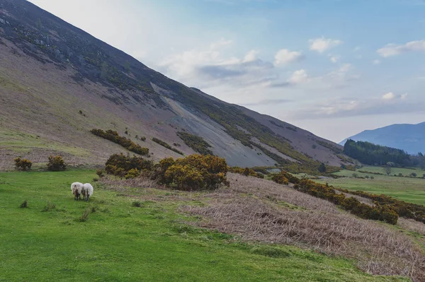 İngiltere Lake District, İngiltere'de bir koyun çiftliğinde doğal kırsal manzara
