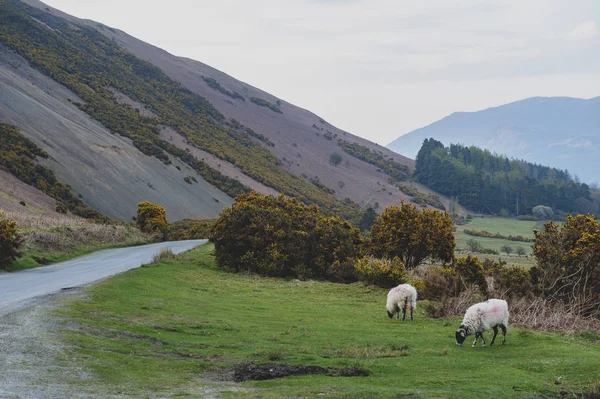 İngiltere Lake District, İngiltere'de bir koyun çiftliğinde doğal kırsal manzara