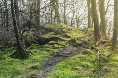 Yosun kümeleri taşların ve ağaçların beyaz Moss yürür, doğal orman rekreasyon alanı Ambleside, Lake District Milli Parkı Güney Lakeland, İngiltere'de