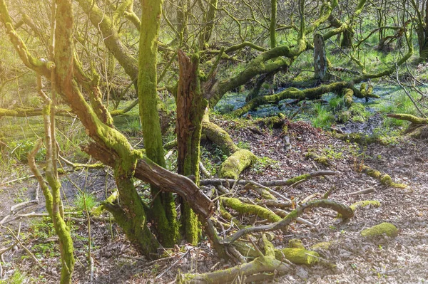 Des Touffes Mousse Sur Des Pierres Des Arbres Lors White — Photo