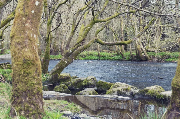 Floden Rothay Vit Mossa Promenader Naturskön Skog Fritidsområde Ambleside Lake — Stockfoto